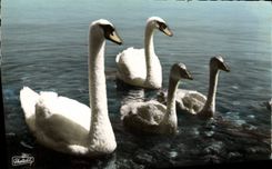 CPM Sur les rives du Leman Papa Cygne Maman Bebes 