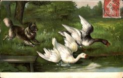 CPA Oies Chien 