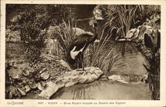 CPA Vichy Grue royale huppee au bassin des cygnes 