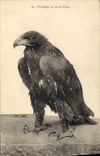 CPA Un aiglon du Grand Canon Rapace 