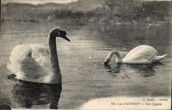 CPA Lac d'Annecy Les cygnes 