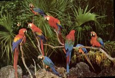 CPM Tropical Florida Perroquets Parrots 