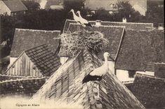 CPA Cigognes en Alsace 