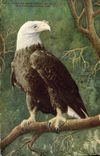 CPA American white headed Bald Eagle Aigle Rapace New York Zoological Park Zoo 