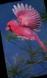 CPA Cardinal 