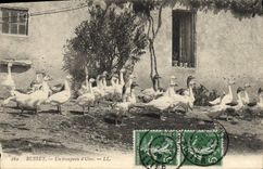 CPA Busset Un troupeau d'oies 