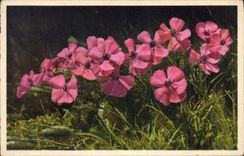 Postal Fantasia Flores Alpennelken
