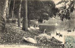 CPA Lyon Au parc Le coin des cygnes 