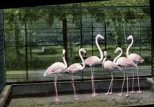 CPA London The zoo Flamants 