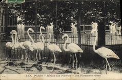 CPA Paris Jardin des Plantes Les flamants roses 