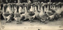 CPA Oies Une famille en villegiature 