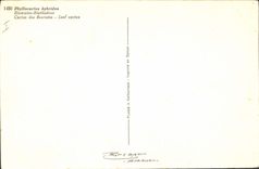 Postal Fantasia Flores Cactus de los floricultores