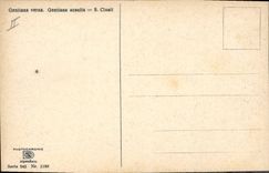 Postal Fantasia Flores Gentiana Verna