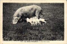 CPA Cochon Porc Une belle famille 