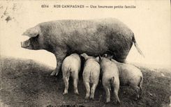 CPA Cochon Porc Une heureuse petite famille