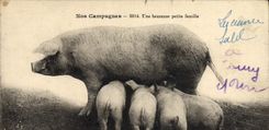 CPA Cochon Porc Une heureuse petite famille