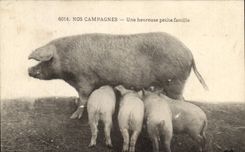 CPA Cochon Porc Une heureuse petite famille