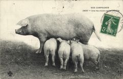 CPA Cochon Porc Une heureuse petite famille