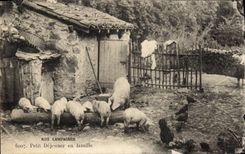 CPA Cochon Porc Petit dejeuner en famille