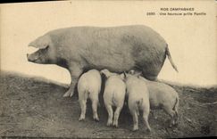 CPA Cochon Porc Une heureuse petite famille