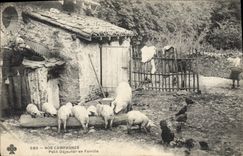 CPA Cochon Porc Petit dejeuner en famille