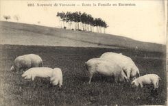 CPA Cochon Porc Toute la famille en excursion