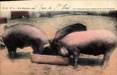 CPA Cochon Porc En ballade Gare de St Cloud
