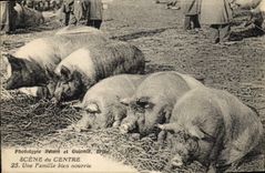 CPA Cochon Porc Scene du Centre Une famille bien nourrie