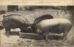 CPA Cochon Porc En ballade