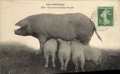 CPA Cochon Porc Une heureuse petite famille