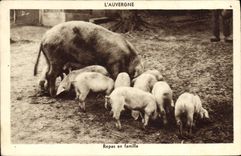 CPA Cochon Porc Repas en famille Auvergne 