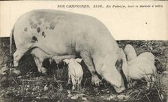 CPA Cochon Porc En famille tout le monde a table
