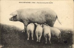 CPA Cochon Porc Une heureuse famille