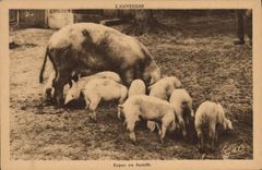 CPA Cochon Porc Auvergne Repas en famille 
