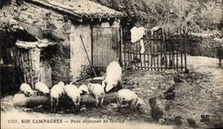 CPA Cochon Porc Petit dejeuner en famille 