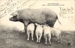 CPA Cochon Porc Une heureuse petite famille 