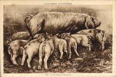 CPA Cochon Porc Auvergne Une bonne naurice 