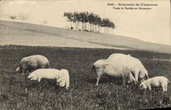 CPA Cochon Porc Toute la famille en excursion 