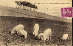 CPA Cochon Porc Toute la famille en excursion 