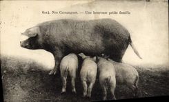 CPA Cochon Porc Une heureuse petite famille 
