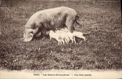 CPA Cochon Porc Une belle famille 