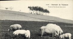 CPA Cochon Porc Toute la famille en excursion 