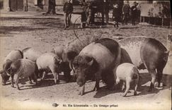 CPA Cochon Porc En Limousin Un groupe prime 