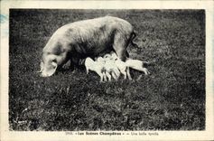 CPA Cochon Porc Une belle famille 