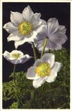 Vintage Postcard Fantasy Flowers Anemone of the Alps