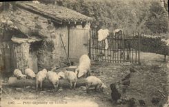 CPA Cochon Porc Petit dejeuner en famille 