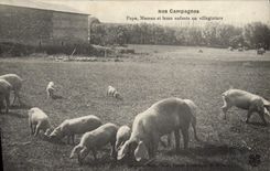 CPA Cochon Porc Nos campagnes Papa Maman et leurs enfants en villegiature