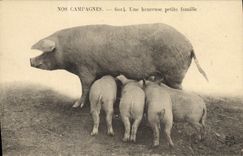 CPA Cochon Porc Nos campagnes Une heureuse petite famille