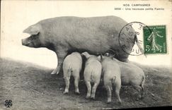 CPA Cochon Porc Nos campagnes Une heureuse petite famille