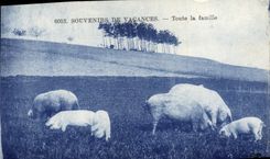 CPA Cochon Porc Toute la famille